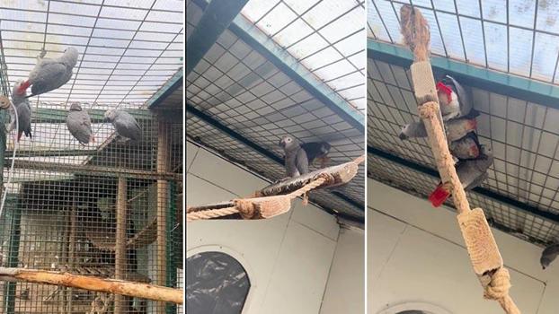 İstanbul Havalimanı'nda 2 yolcunun bagajından 20 Afrika papağını çıktı