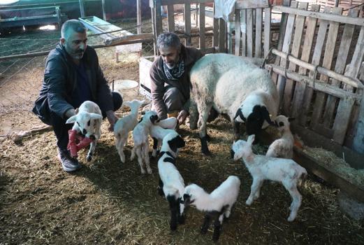 Denizli'de koyun tek batında 9 yavru doğurdu