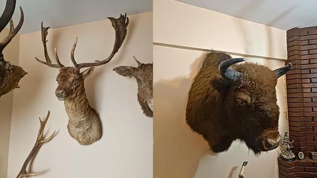 Tekirdağ'da tahnit ve trofelerden oluşan 40 parça ele geçirildi