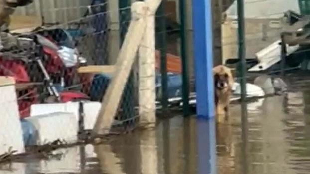 Şoför ihbar etti; su dolan çiftlikte mahsur kalan köpekleri hayvanseverler kurtardı