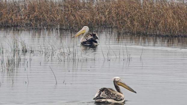 Yaralı bulunan 2 pelikan, bakımının ardından doğaya salındı