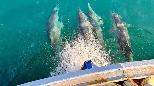 Balıkçı teknesine eşlik eden yunuslar kamerada