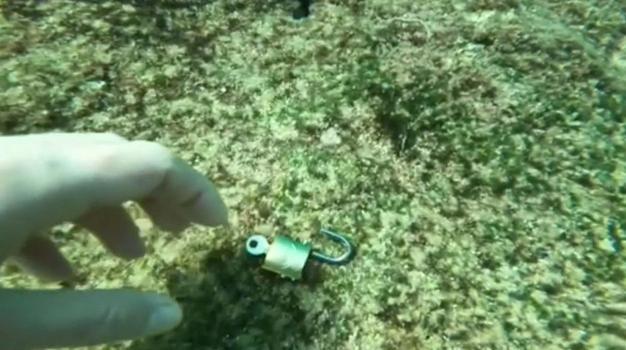 Denizden 'büyü malzemesi' çıkarıyor