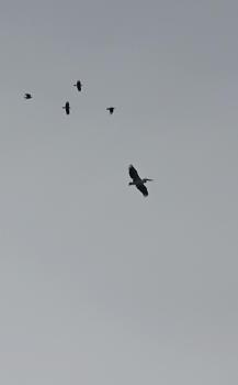 Konyaaltı Sahili'nde leylek sürprizi