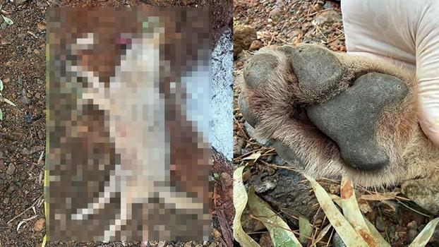 Fethiye'de aracın çarpması sonucu ölen kurt, TÜBİTAK projesine ışık tutacak