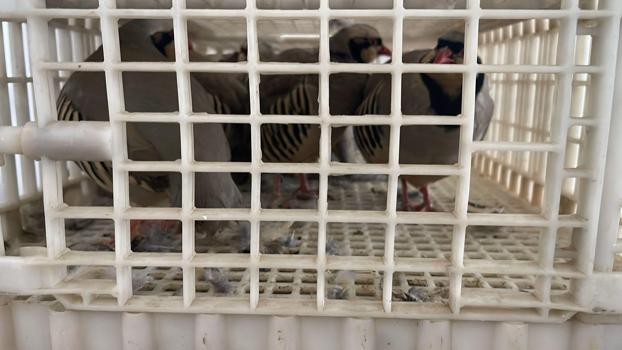 Habur'da ele geçirilen 38 keklik doğaya salındı