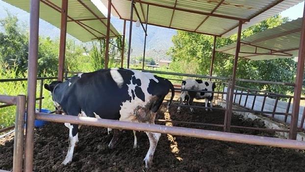 Muğla'da 11 mahalle şap hastalığı nedeniyle karantinaya alındı