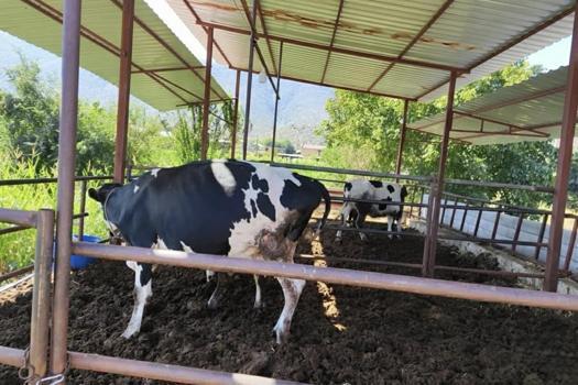 Muğla'da 11 mahalle şap hastalığı nedeniyle karantinaya alındı