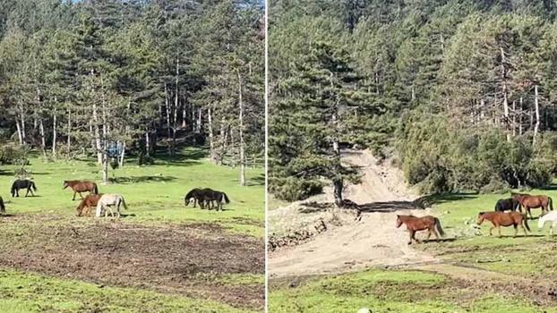 Yaylada gezen yılkı atları görüntülendi