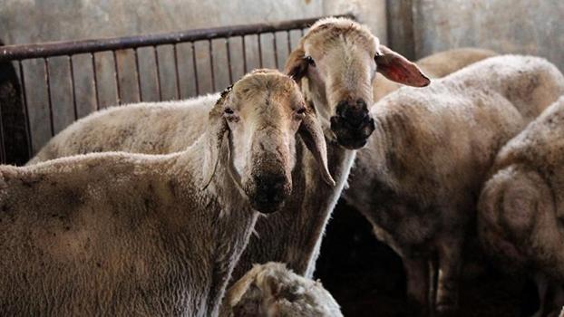 'Kırsalda Bereket, Küçükbaşa Destek projesi ile hayvancılıkta verim ve kalite artacak’