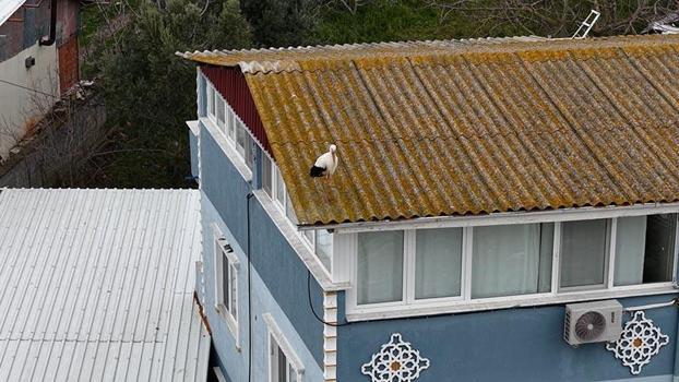 Yaren leyleğin 20 gün erken gelen eşi Nazlı dronla kamerasında