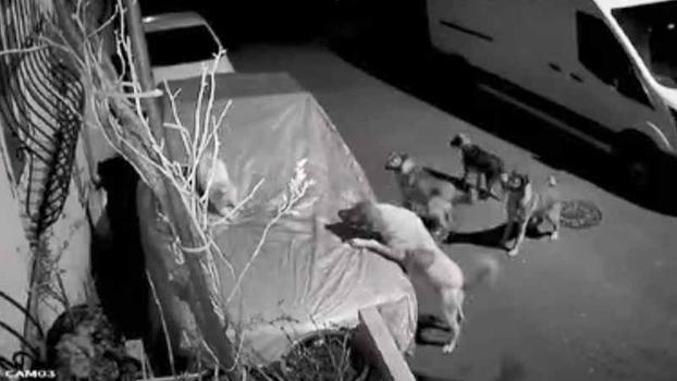 Başakşehir ve Beylikdüzü’nde sokak köpeklerinin saldırısı kamerada