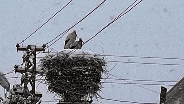 Ardahan'a erken gelen leylekler kara yakalandı