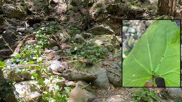 Kaz Dağları'nda yeni bir böcek türü keşfedildi