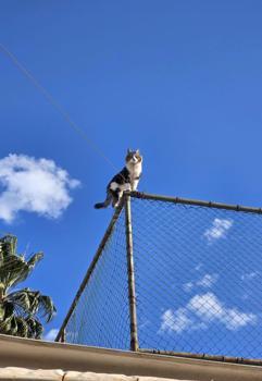 Tel çitte mahsur kalan kediyi belediye ekibi kurtardı