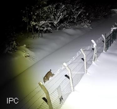 Ordu’da nesli tehlike altındaki vaşak kamerada