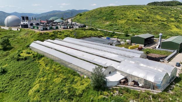 Samsun’da çöpten elde edilen ısıyla seralarda çiçek üretiliyor