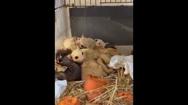 Isparta'da 33 şeker planörü ve 2 Arap tavşanı ele geçirildi