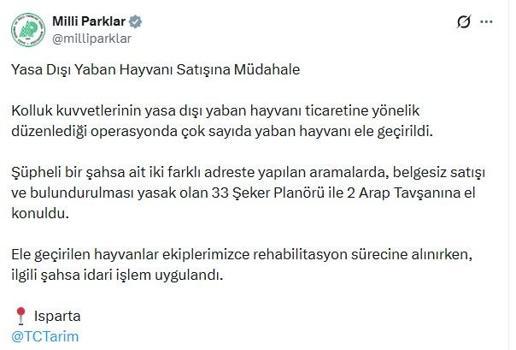 Isparta'da 33 şeker planörü ve 2 Arap tavşanı ele geçirildi