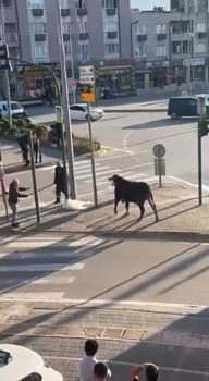 Bursa’da çiftlikten kaçan boğa sürücülere zor anlar yaşattı