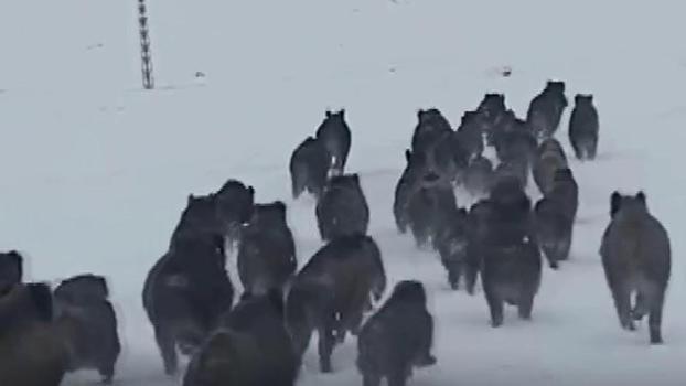 Köye inen kurtlar köpeği alıp götürdü