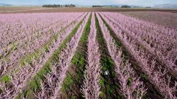 Amik Ovası'nda meyve bahçeleri görsel güzellik oluşturdu