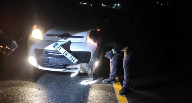 Tilki, kendisine çarpan aracın tamponuna sıkıştı