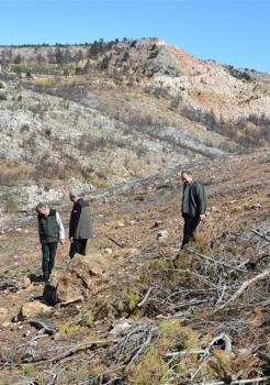 Yanan sahalarda ilk çimlenmeler görüldü