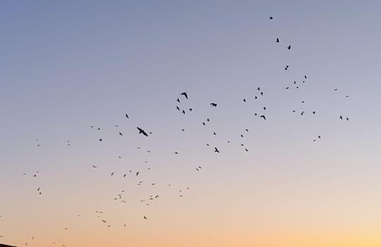 Karga ve sığırcıklar, gökyüzünde görsel şölen oluşturdu