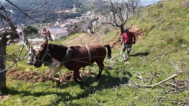 Aydın'da günlük 8 bin TL'ye at ile çift sürecek işçi bulunamıyor