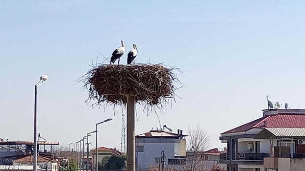 Sümer Mahallesi'ne baharın müjdecisi olan yılın ilk leylekleri geldi