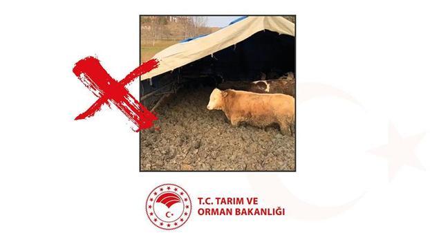 Bakanlıktan, işletmede hayvanlara kötü muameleye ceza