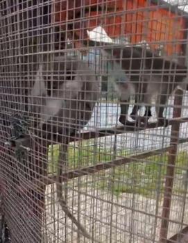 Özel havuzda ele geçirilen 3 örümcek maymunu koruma altına alındı