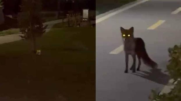 Başakşehir'de tilki görenler şaşkınlığını gizleyemedi