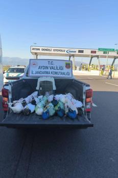 Yolcu otobüsünde 12 tavus kuşu ele geçirildi