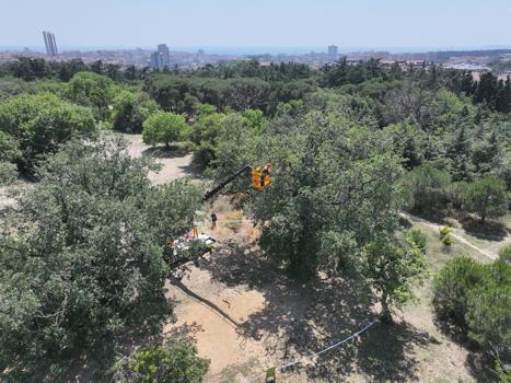 Üsküdar Belediyesi: Validebağ Korusu'nda yaptığımız çalışmalar Avrupa'nın en iyi uygulamaları arasında