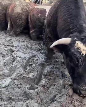 Sanal medyada tepki çeken besi çiftliğinde denetleme