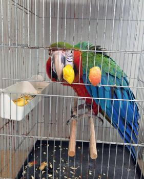 Edirne'de yurda sokulmak istenen 3 macaw papağanı ele geçirildi