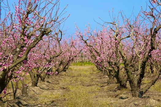 Meyve ağaçları çiçek açtı, Turgutlu Ovası'nde renk cümbüşü yaşandı