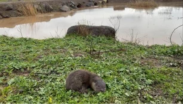 Diyarbakır’da nesli tehlikede olan yavru su samurları görüntülendi