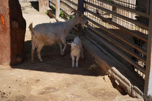 Mini hayvanat bahçesinde yavru sevinci