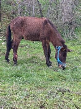 Ayağı kırılan katır, ötenazi düşünülürken ampütasyon ile yaşama tutundu