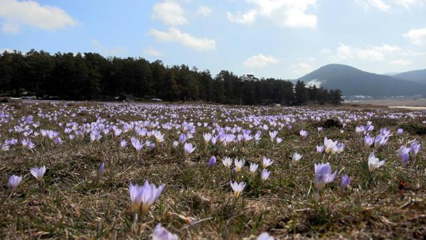 Yaylalar, baharın habercisi çiğdem çiçekleri ile renklendi