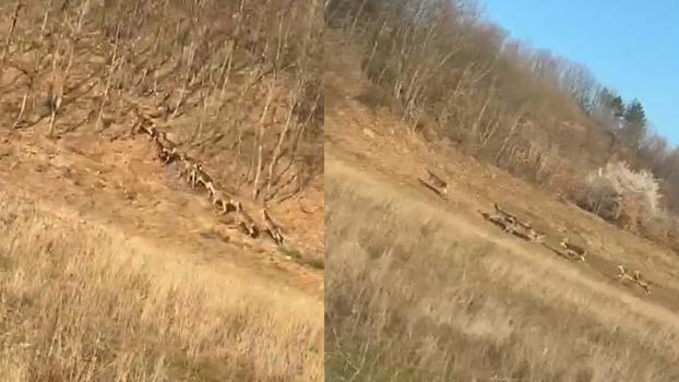 Bursa'da geyik sürüsü yola indi, sürücüler şaşkınlığını gizleyemedi