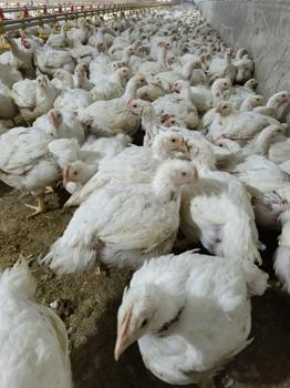 Tarsus’ta tavuk çiftliğinde kuş gribi çıktı