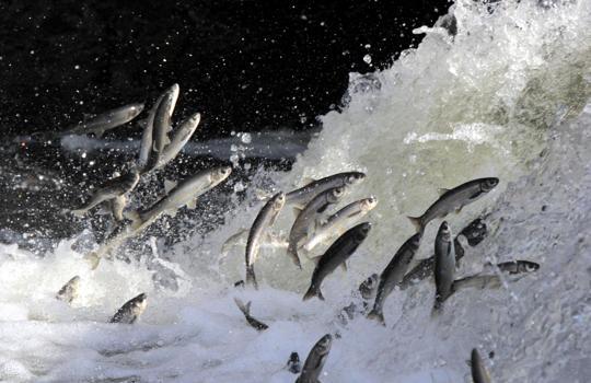 İnci kefali göçünün en çok izlendiği Deliçay'da su seviyesi yükseldi