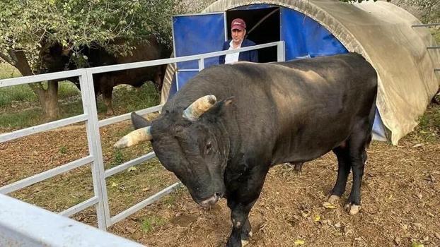 Boğa sahibini hastanelik etti