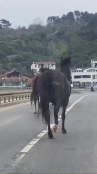 İstanbul- Beykoz'da başıboş atlar trafiği tehlikeye soktu