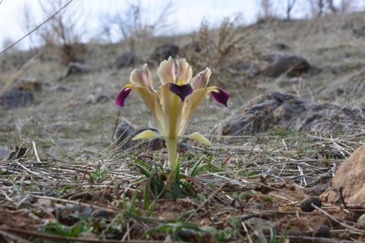 Kayseri'de nevruz çiçekleri açtı
