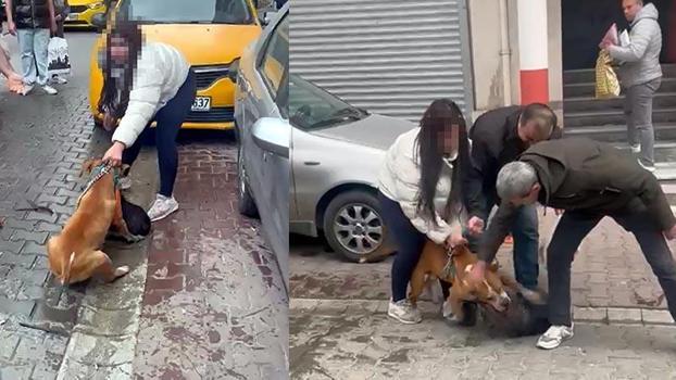 Saldırdığı köpeği ağır yaralayan Pitbull'a el konuldu, sahibine 95 bin lira ceza uygulandı